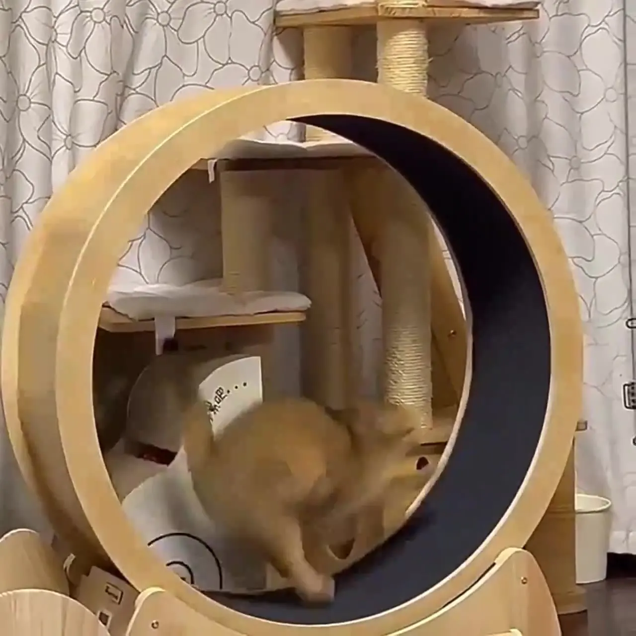 Cat fitness wheel indoor toy c - Interactive Cat Toy ulasan dan harga